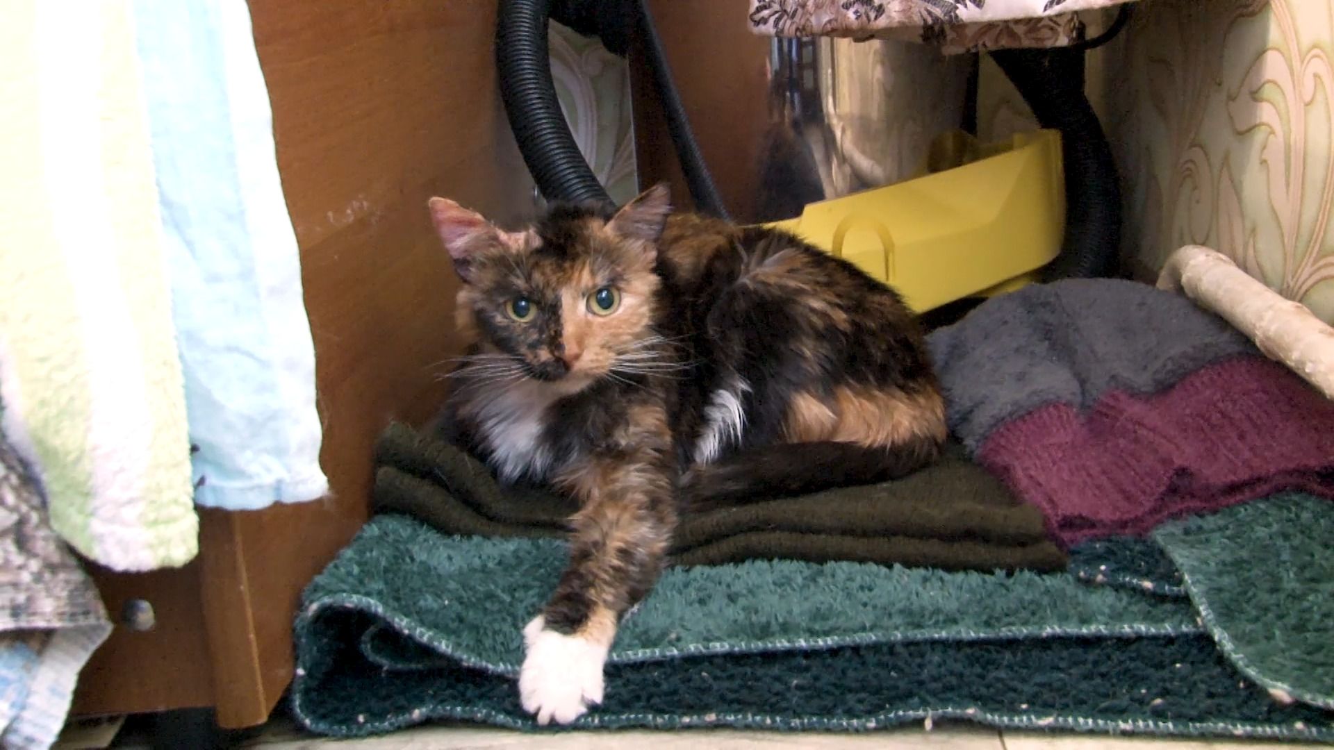 общество, коты, волонтер, помощьживотным, орехово-зуево,