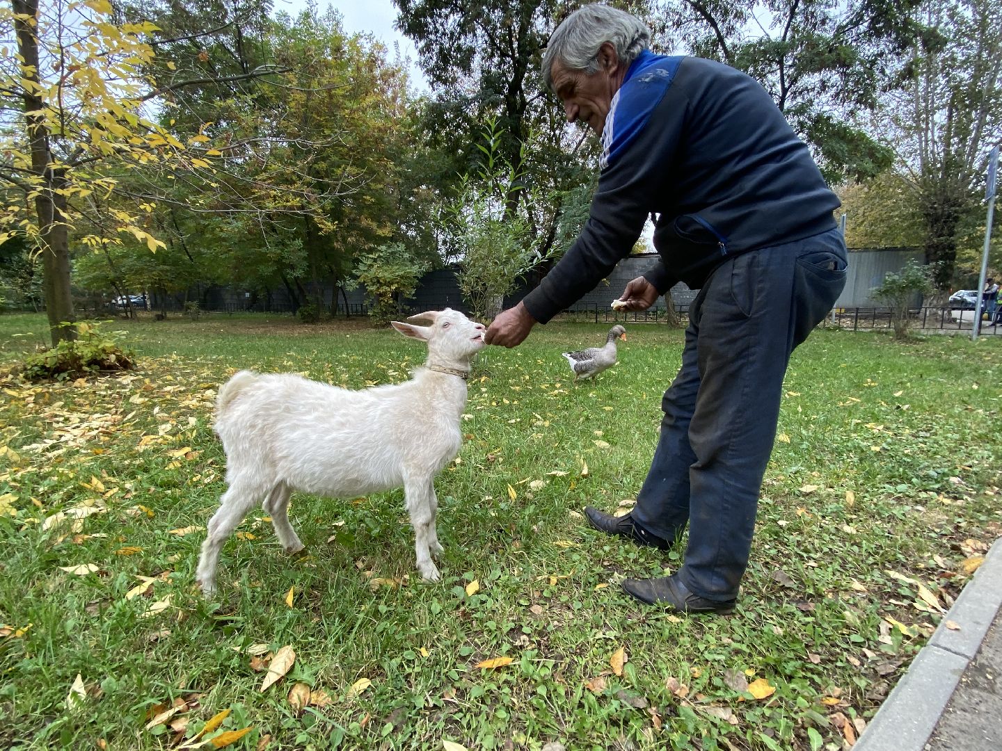Балашиха, Гусь друг человека, Микрорайон керамик, Автосервис,