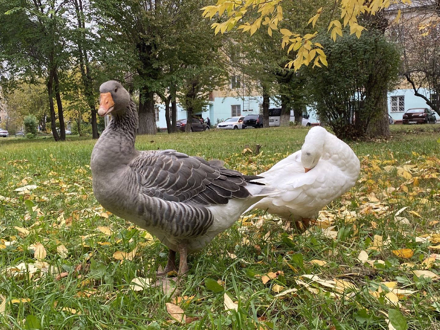 Балашиха, Гусь друг человека, Микрорайон керамик, Автосервис,