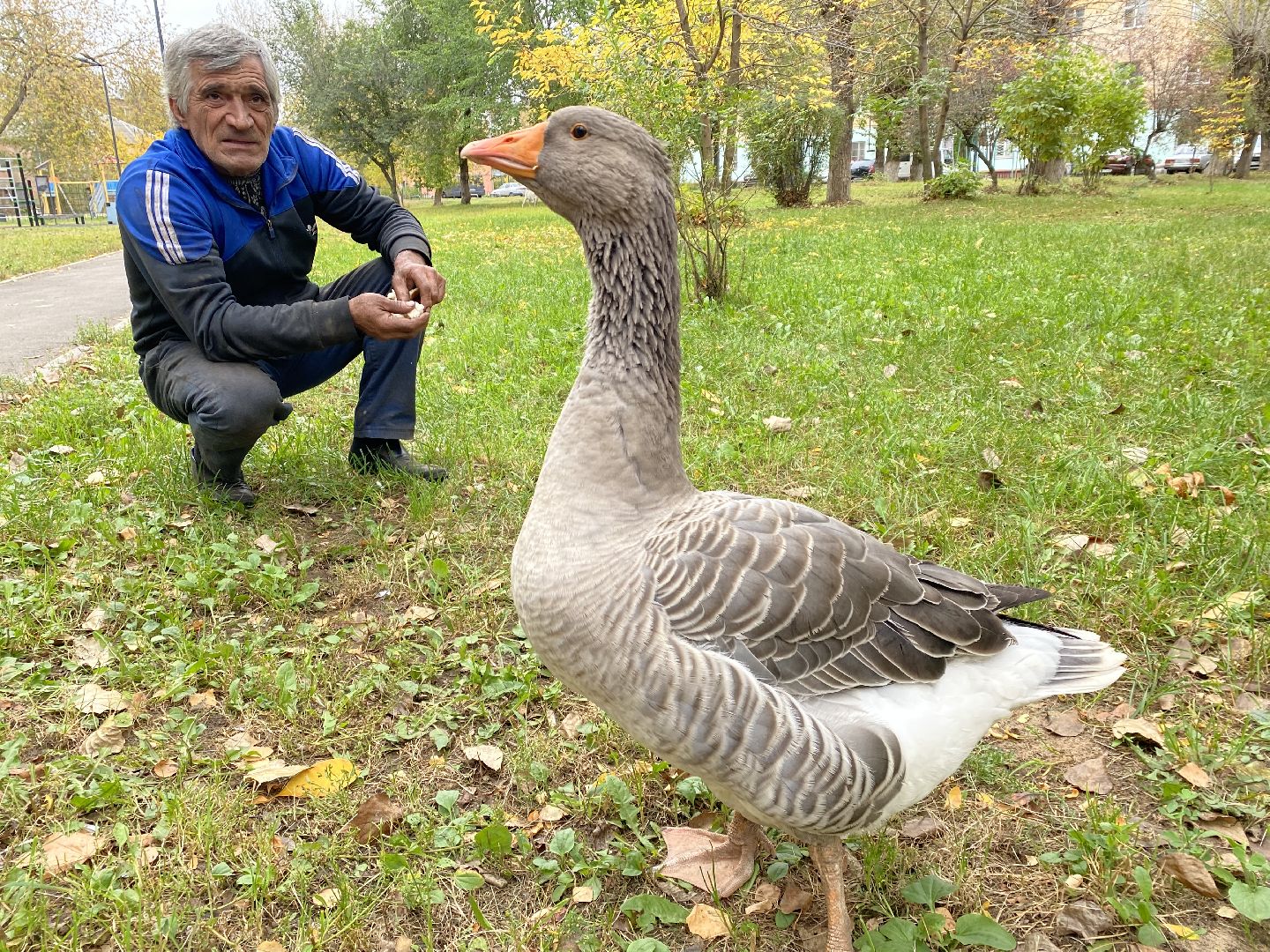 Балашиха, Гусь друг человека, Микрорайон керамик, Автосервис,