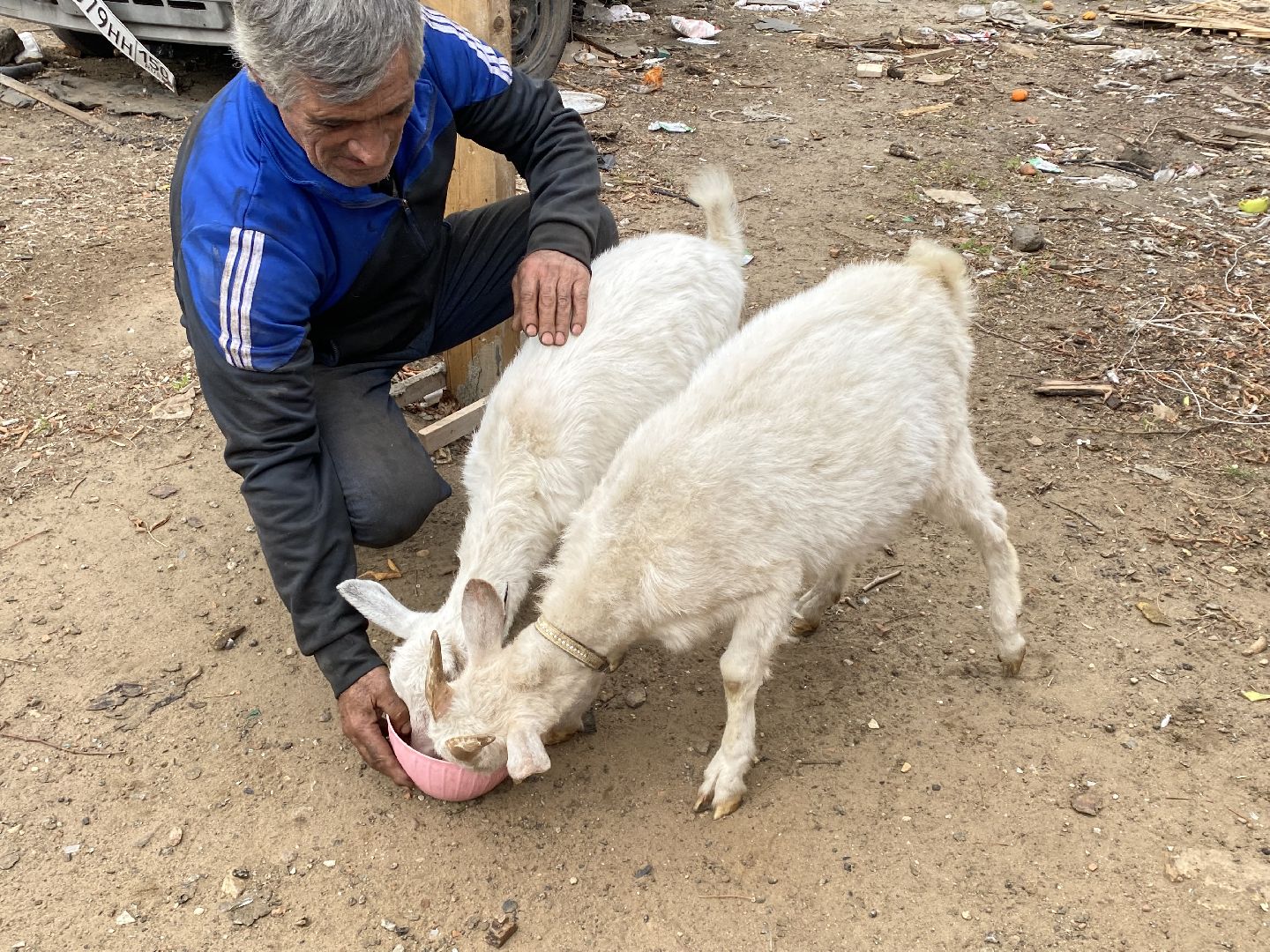 Балашиха, Гусь друг человека, Микрорайон керамик, Автосервис,
