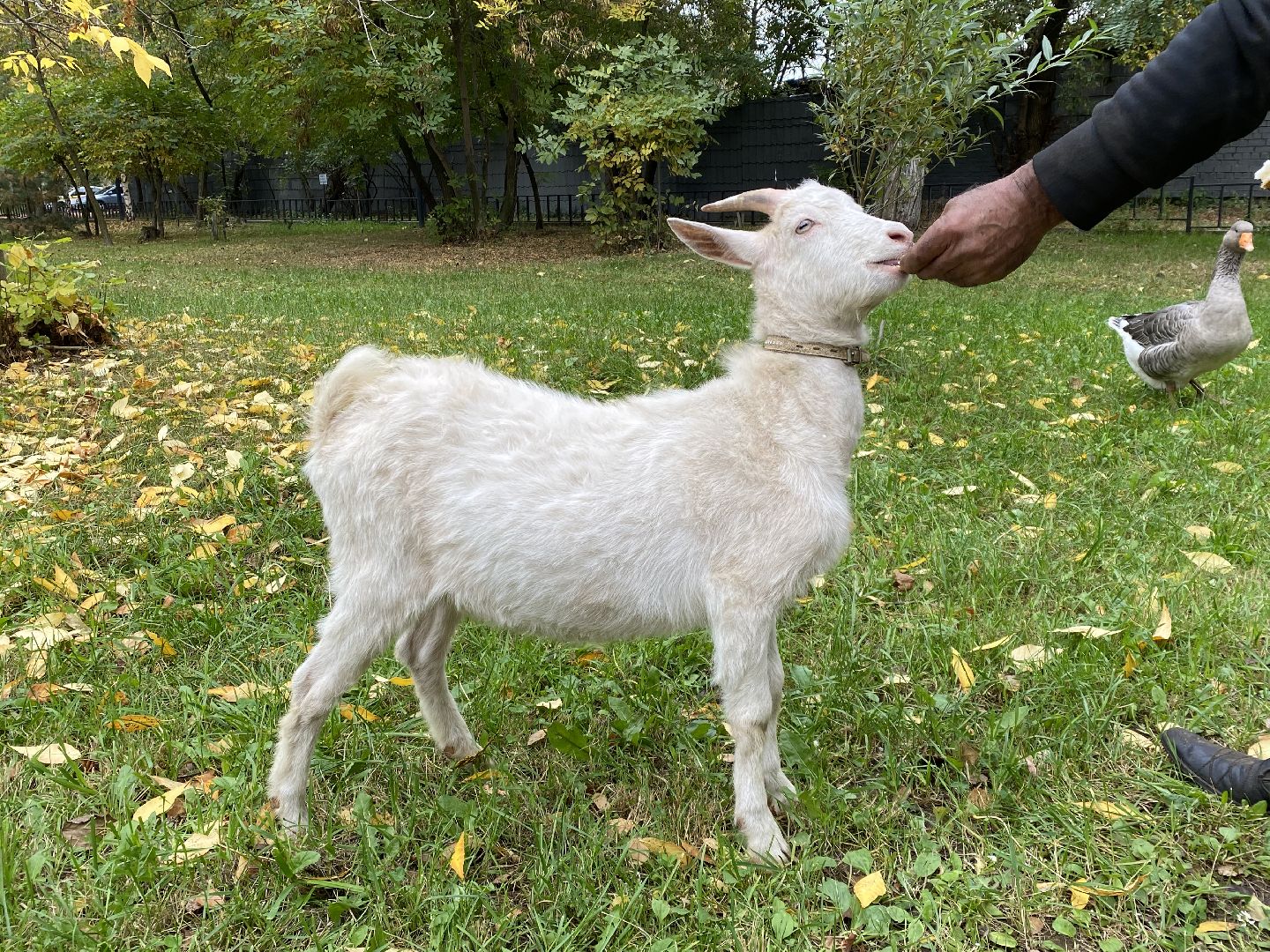 Балашиха, Гусь друг человека, Микрорайон керамик, Автосервис,