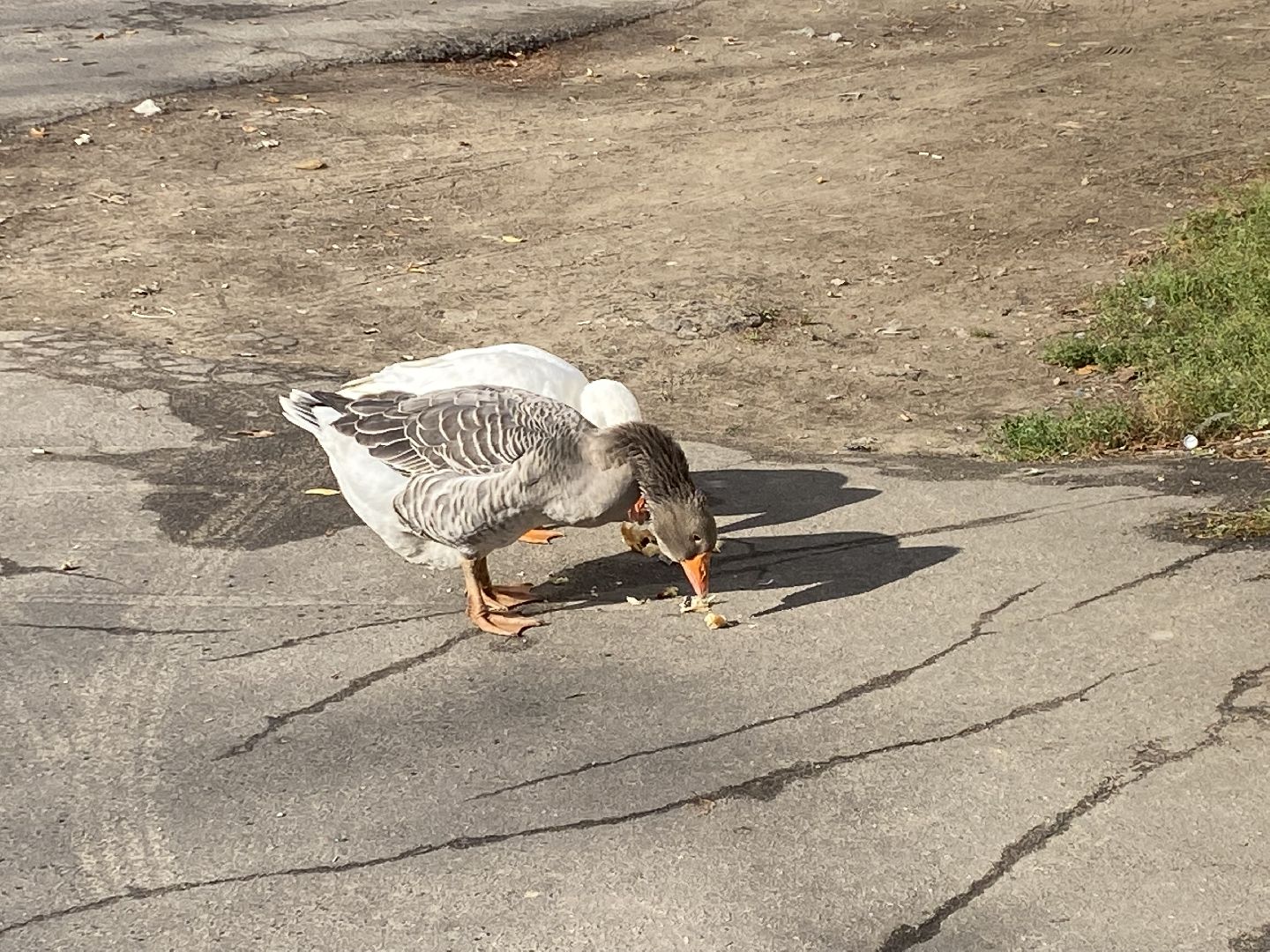 Балашиха, Гусь друг человека, Микрорайон керамик, Автосервис,