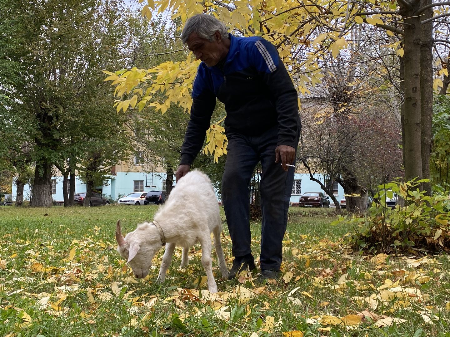 Балашиха, Гусь друг человека, Микрорайон керамик, Автосервис,