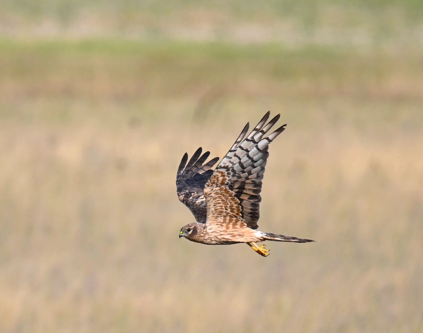 Птицы, экология, экологичноеподмосковье, Пернатые, Городчехов, Фотограф,