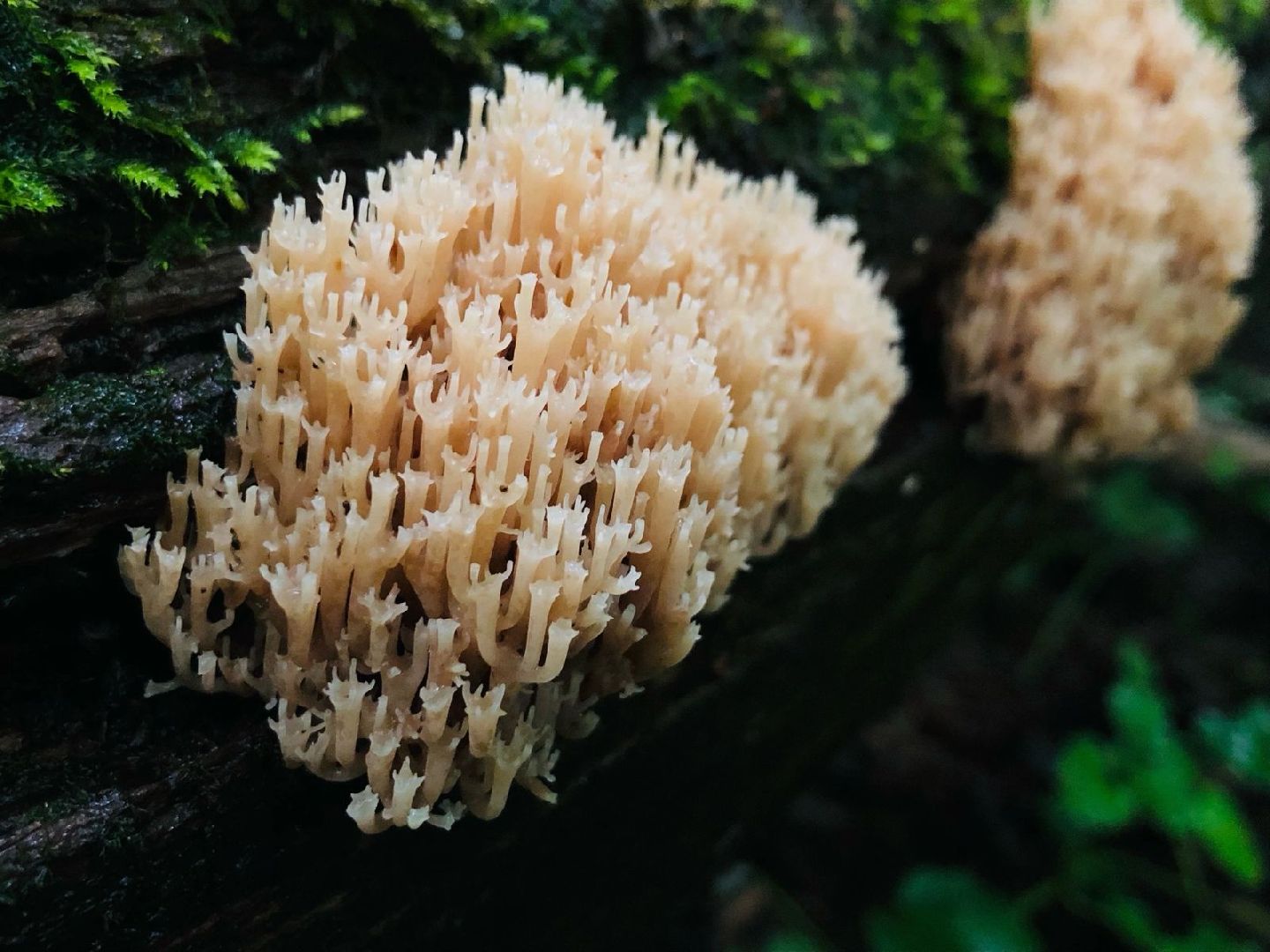 грибной сезон, грибной маршрут, миф, домодедово, подмосковье, ложный гриб, лесная просека, лесные маршруты, лесничий, грибник, грибы,