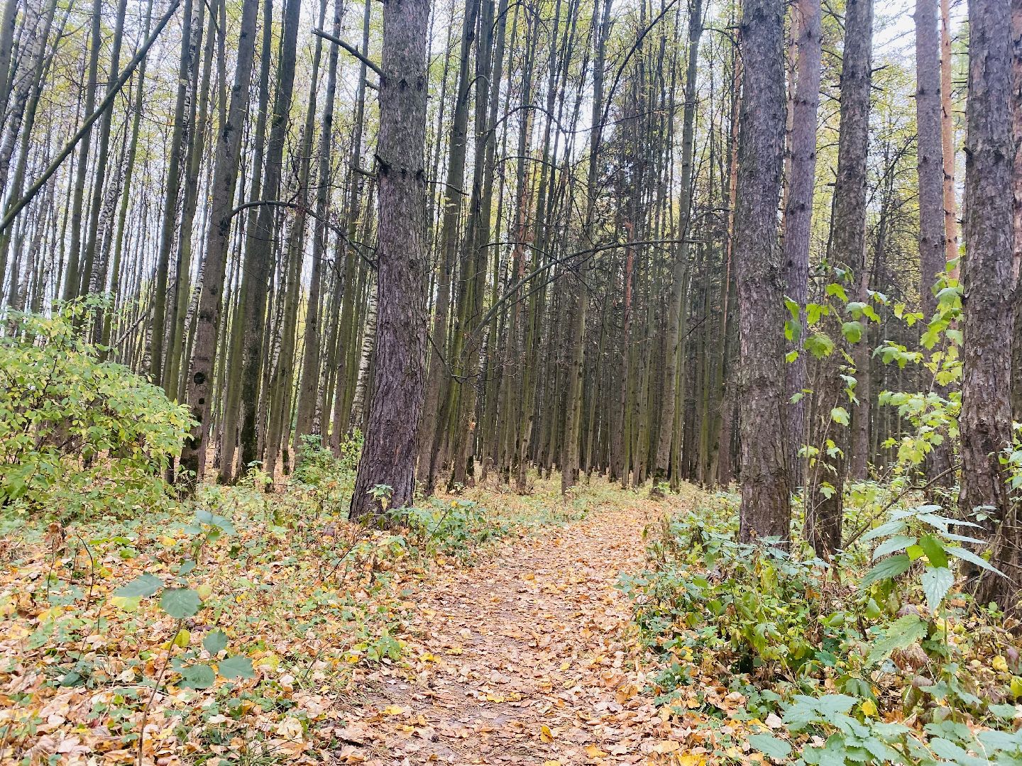 грибной сезон, грибной маршрут, миф, домодедово, подмосковье, ложный гриб, лесная просека, лесные маршруты, лесничий, грибник, грибы,