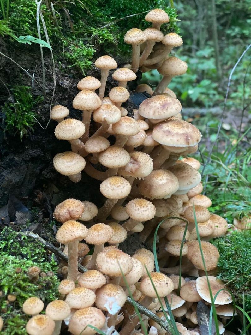 грибной сезон, грибной маршрут, миф, домодедово, подмосковье, ложный гриб, лесная просека, лесные маршруты, лесничий, грибник, грибы,