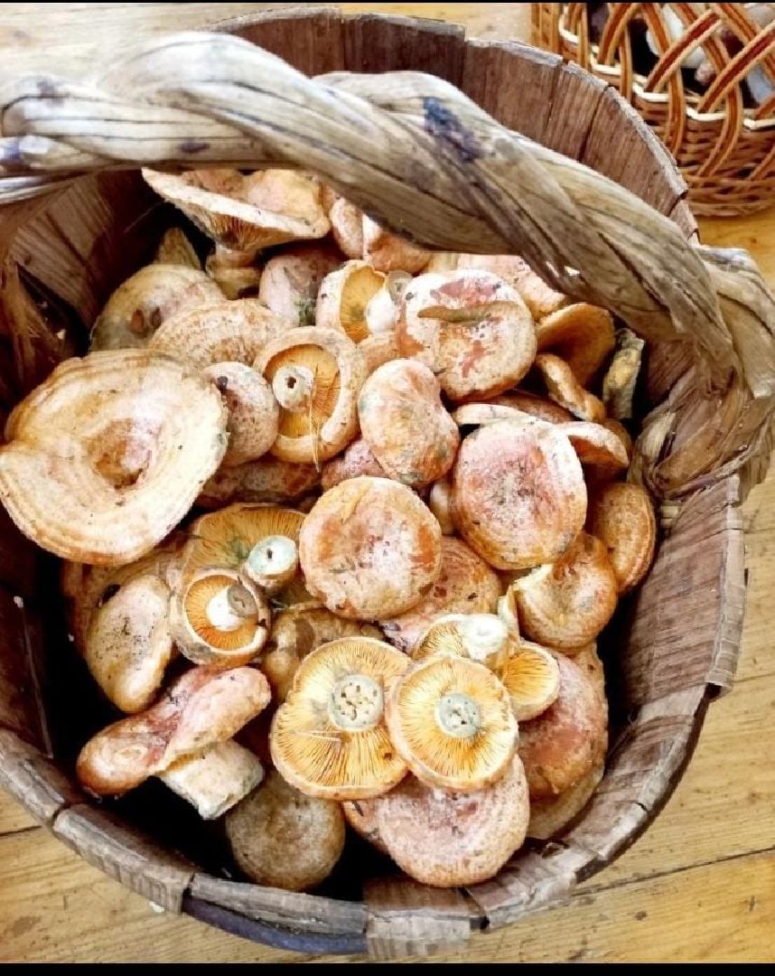 Биолог, грибы, Химки, подмосковные леса,