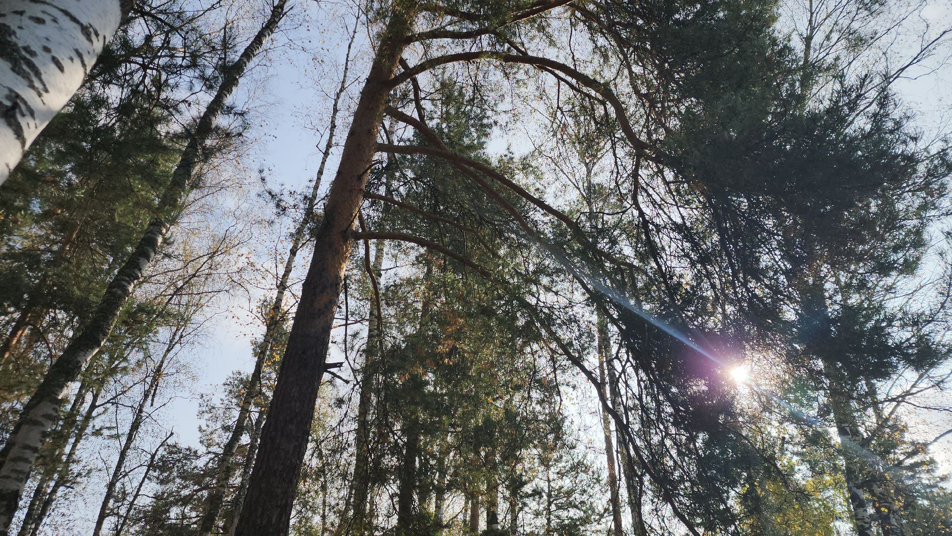 городского округ павловский посад, люди, лес, лесник, правила, безопасность,