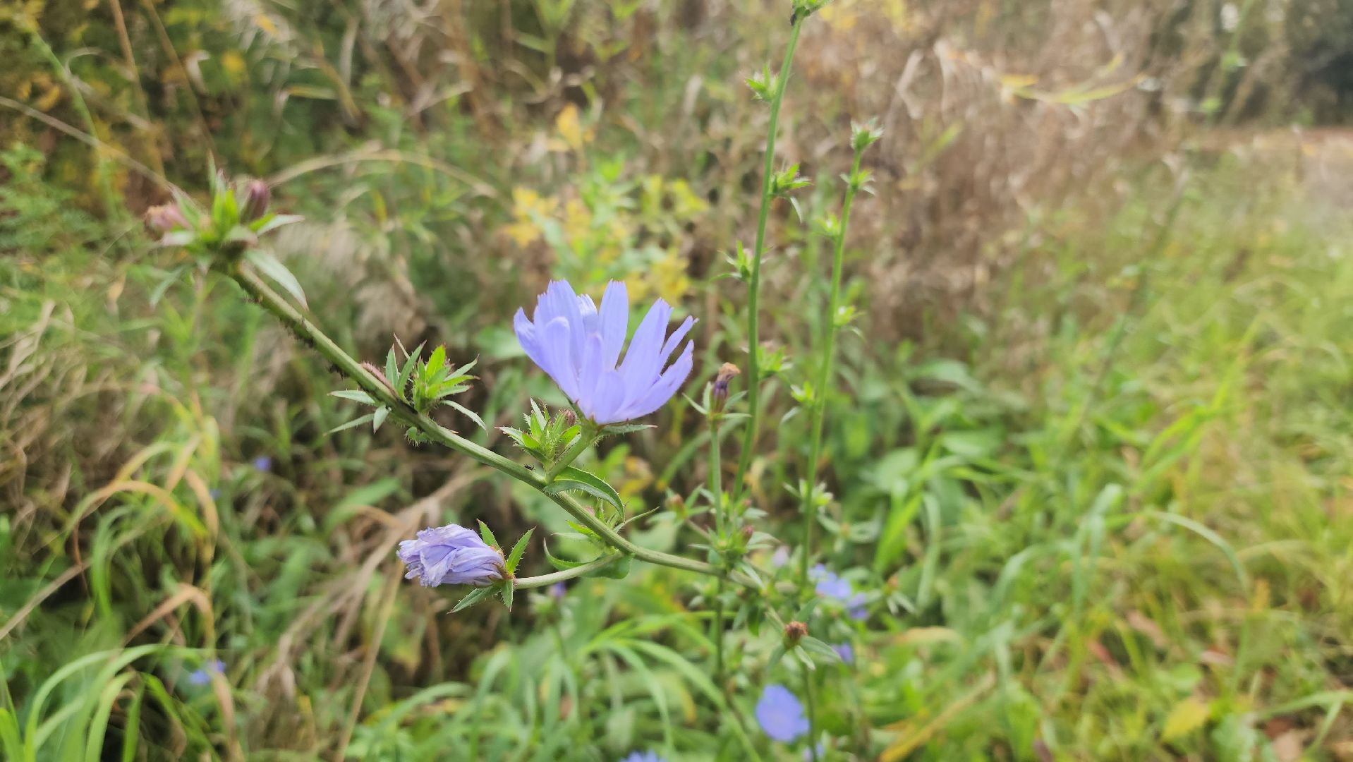 городского округ павловский посад, люди, лес, лесник, правила, безопасность,