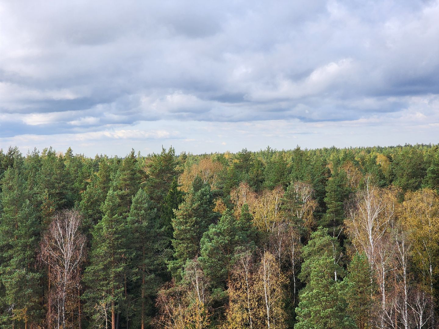 городского округ павловский посад, люди, лес, лесник, правила, безопасность,