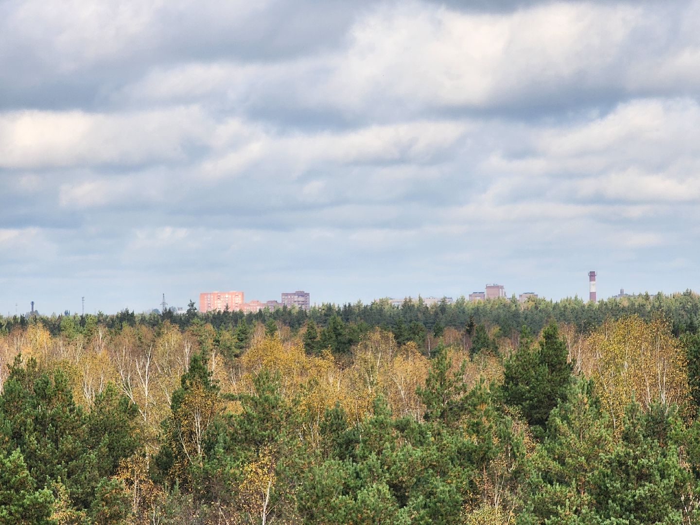 городского округ павловский посад, люди, лес, лесник, правила, безопасность,