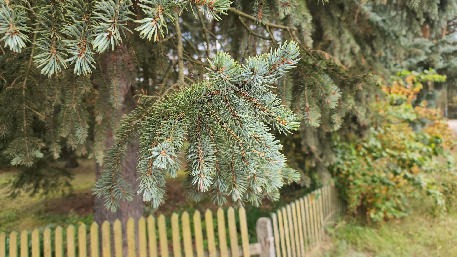 городского округ павловский посад, люди, лес, лесник, правила, безопасность,