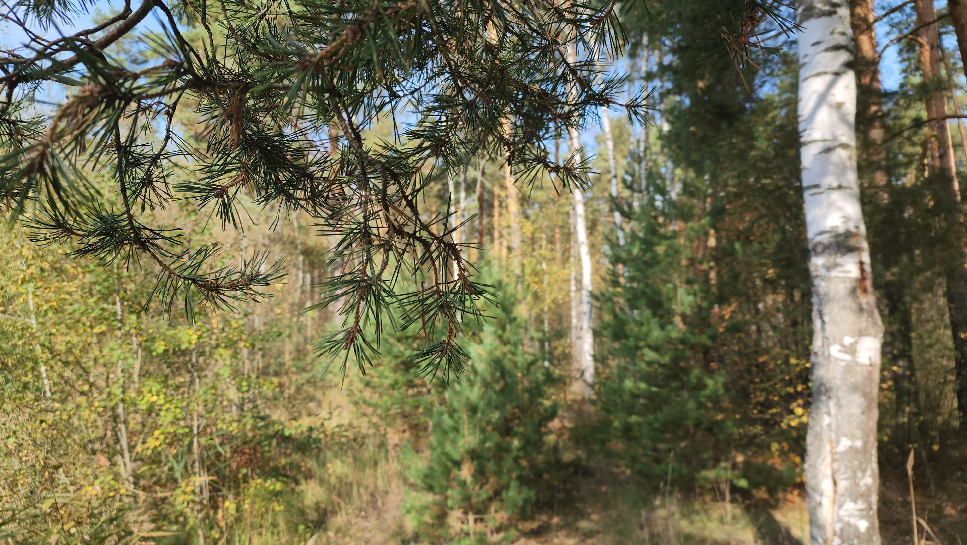 городского округ павловский посад, люди, лес, лесник, правила, безопасность,