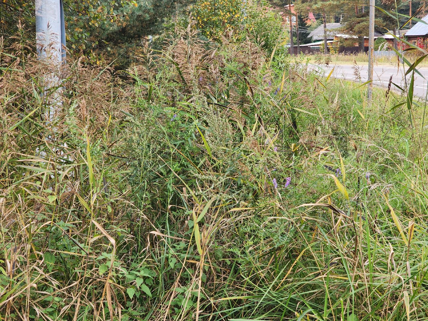 городского округ павловский посад, люди, лес, лесник, правила, безопасность,