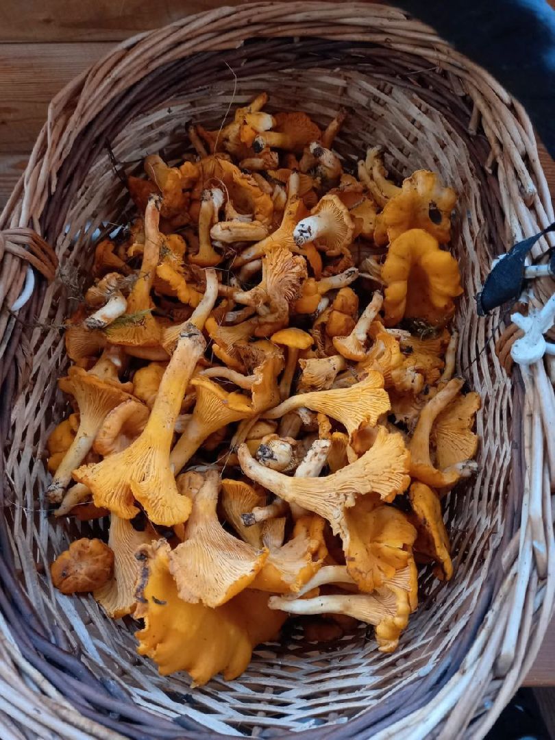 Педиатр, Грибы, Дети, Здоровье, дубненская больница, Детская поликлиника, Дубна,