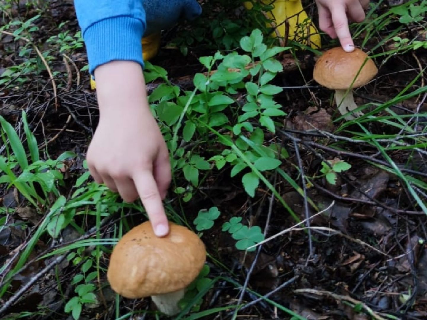 Педиатр, Грибы, Дети, Здоровье, дубненская больница, Детская поликлиника, Дубна,