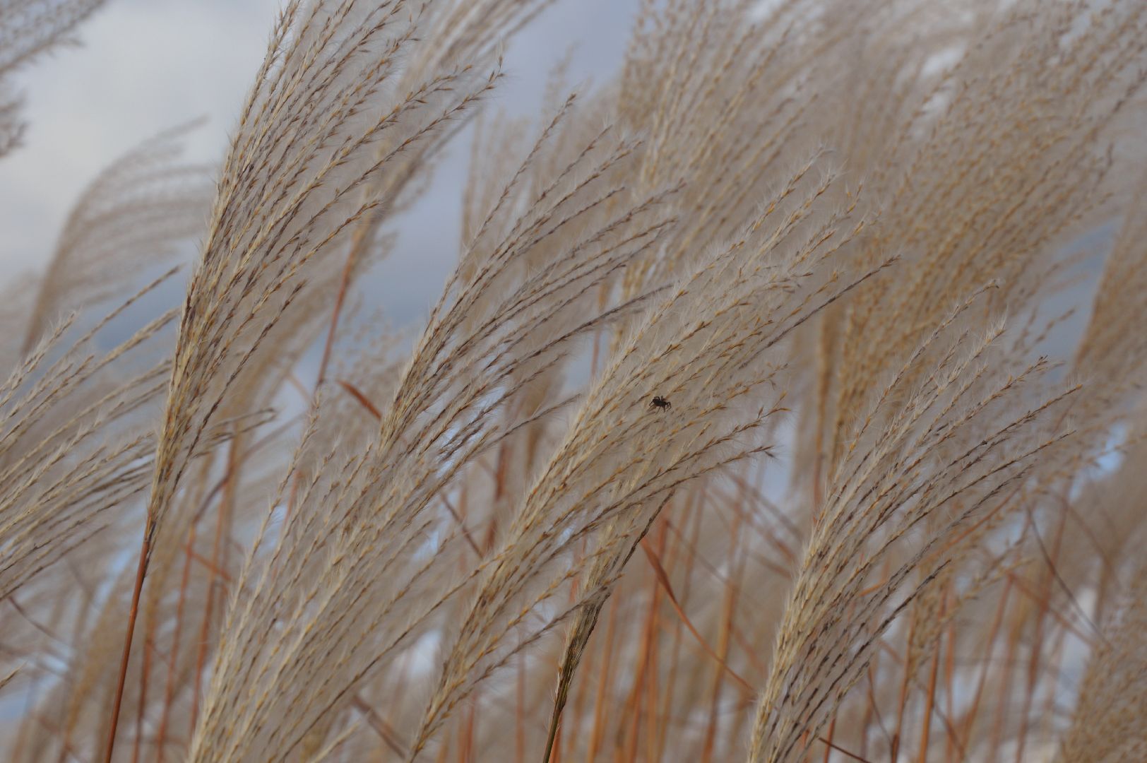 шатура, сбор урожая, мискантус Сорановский, сельхозпроизводство, сельское хозяйство,