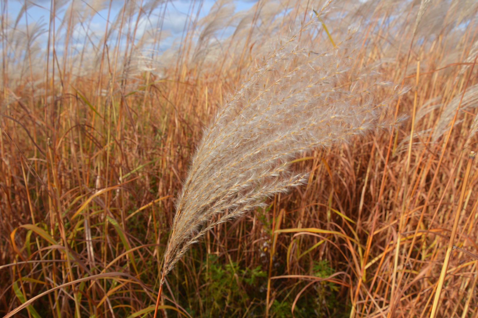 шатура, сбор урожая, мискантус Сорановский, сельхозпроизводство, сельское хозяйство,