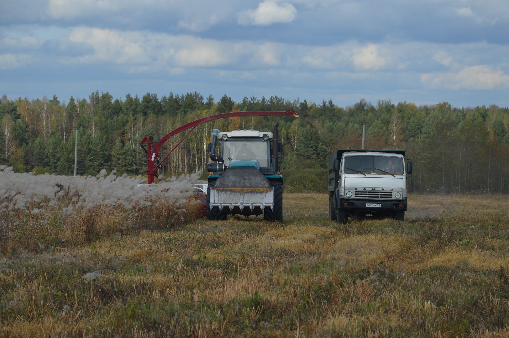 шатура, сбор урожая, мискантус Сорановский, сельхозпроизводство, сельское хозяйство,
