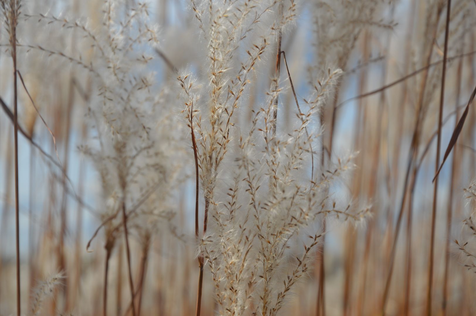 шатура, сбор урожая, мискантус Сорановский, сельхозпроизводство, сельское хозяйство,