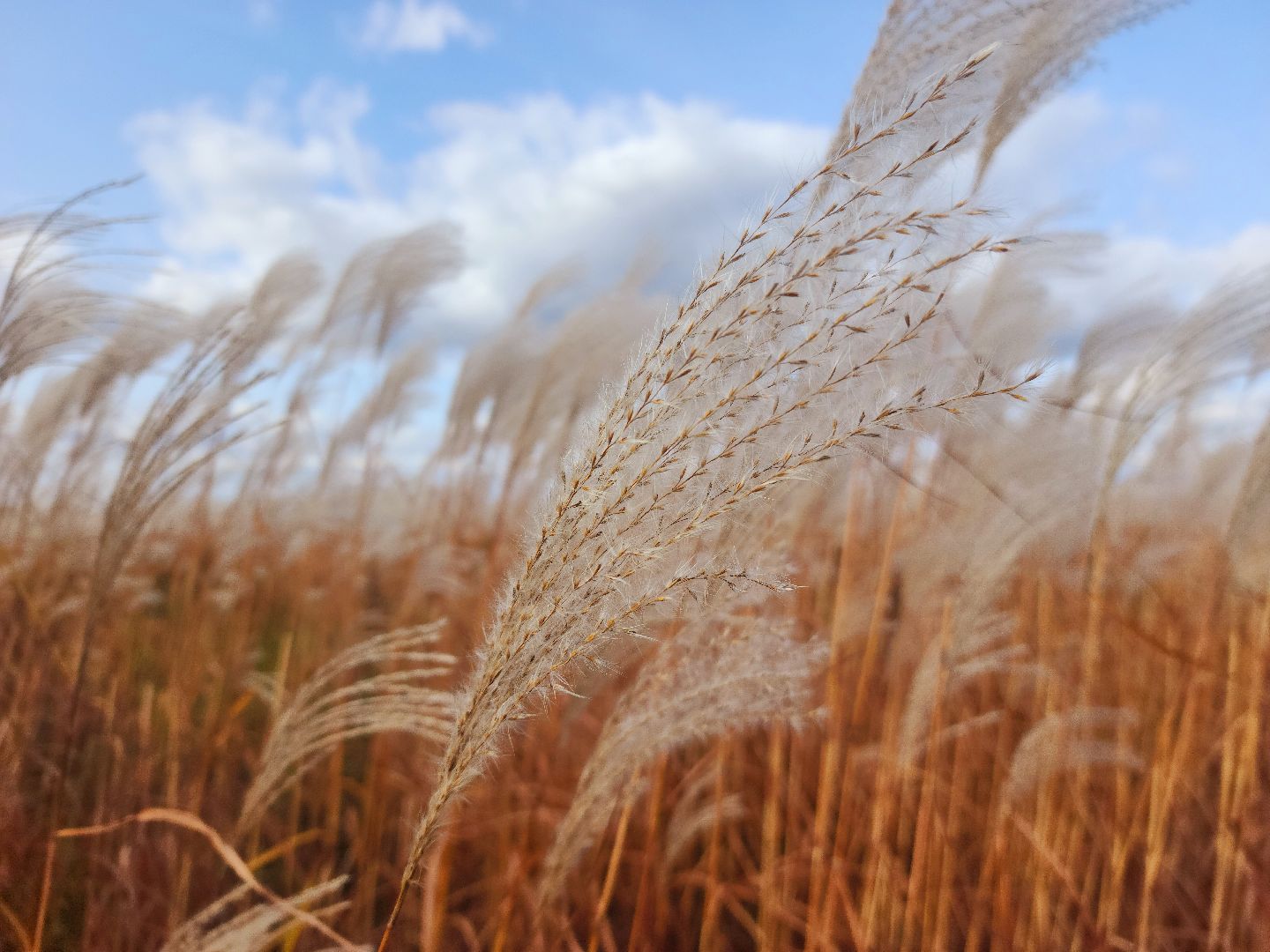 шатура, сбор урожая, мискантус Сорановский, сельхозпроизводство, сельское хозяйство,