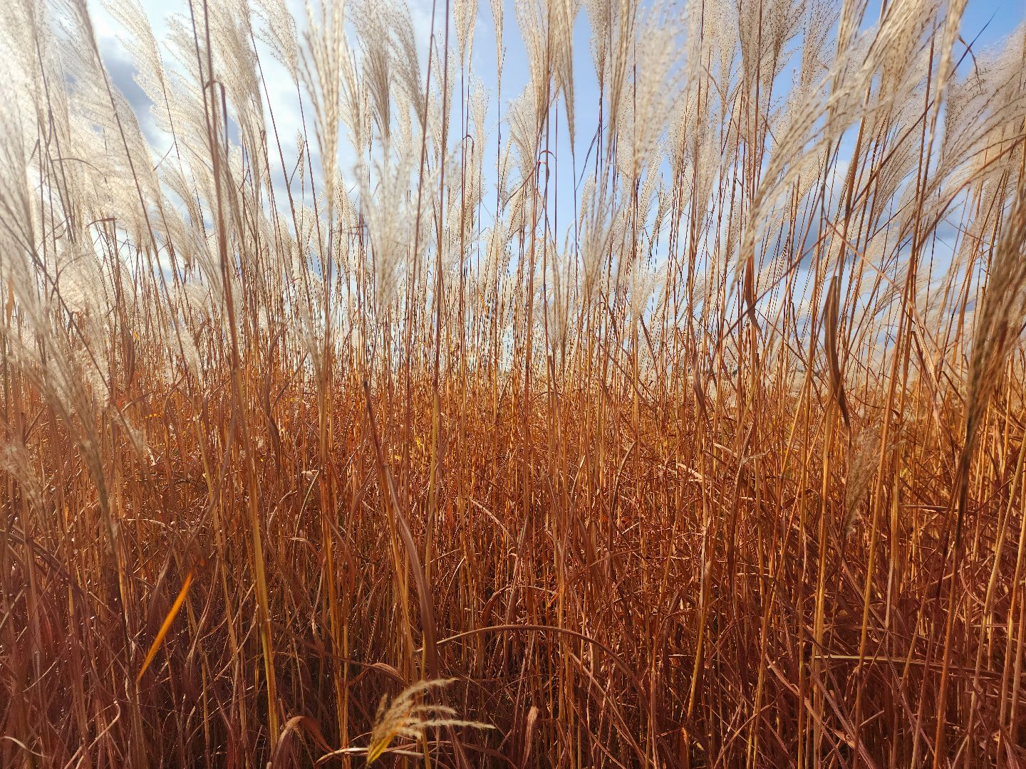 шатура, сбор урожая, мискантус Сорановский, сельхозпроизводство, сельское хозяйство,