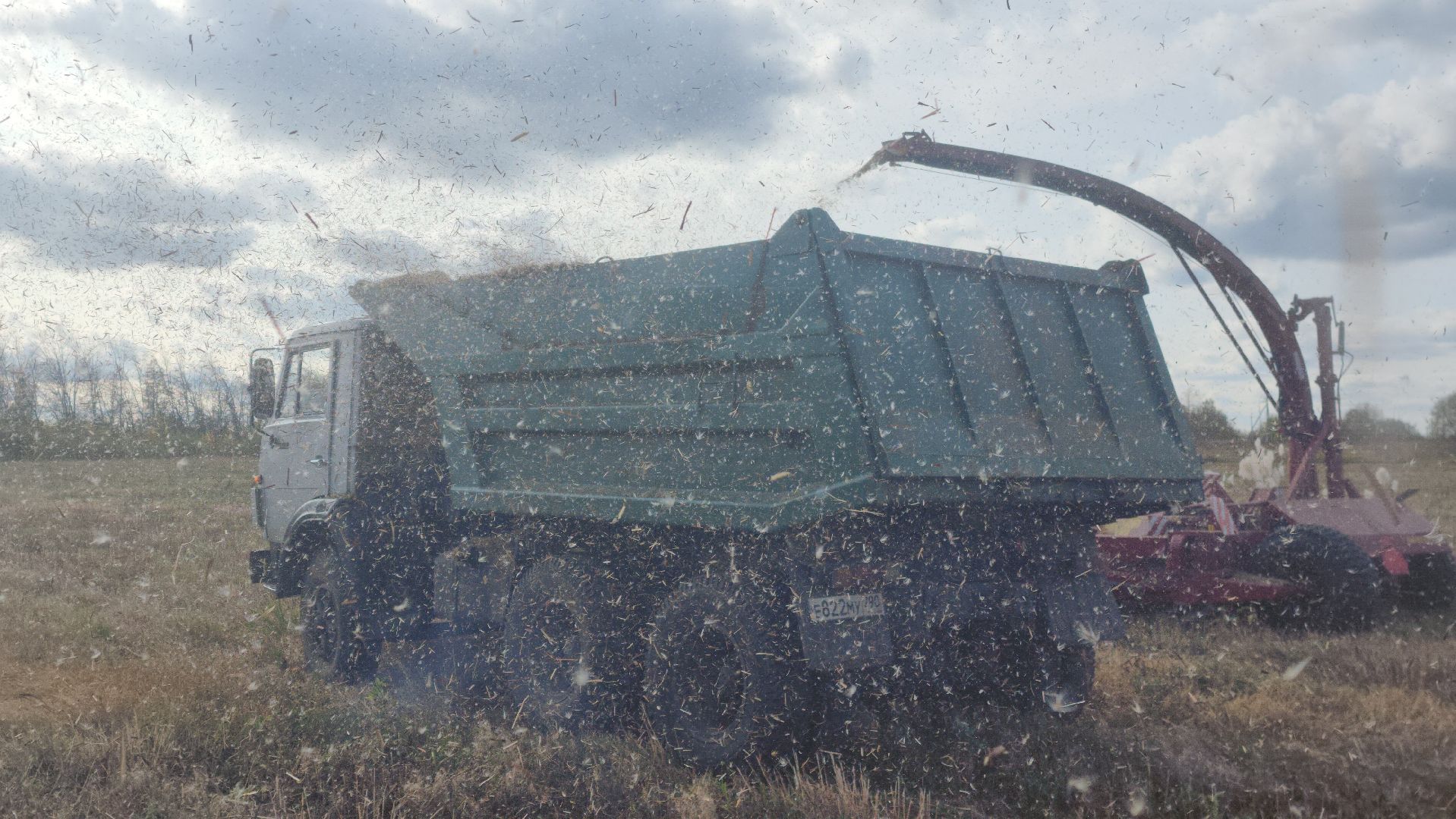 шатура, сбор урожая, мискантус Сорановский, сельхозпроизводство, сельское хозяйство,