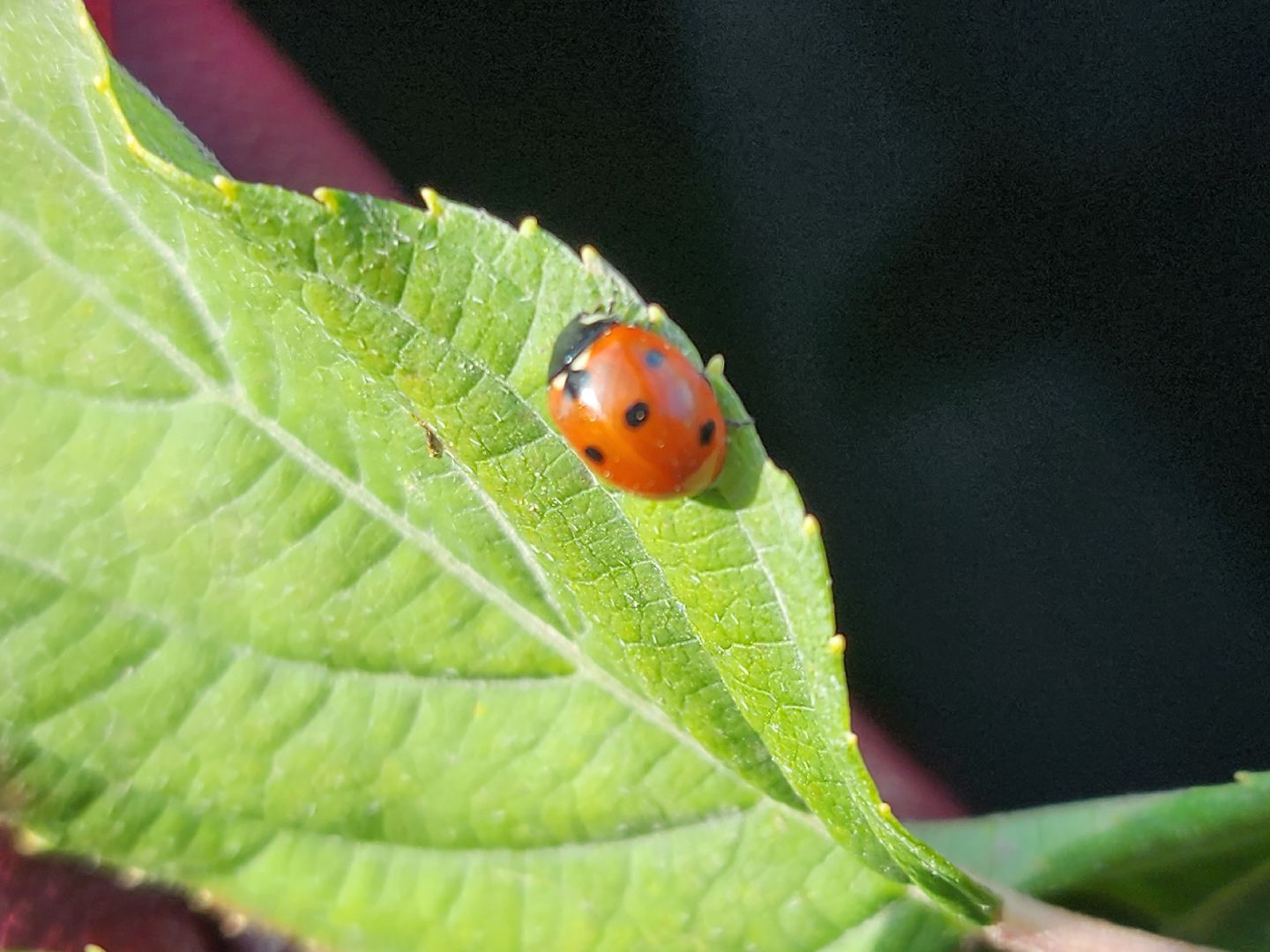 Егорьевск, образование, билет в будущее, профориентация, подмосковье, московская область,