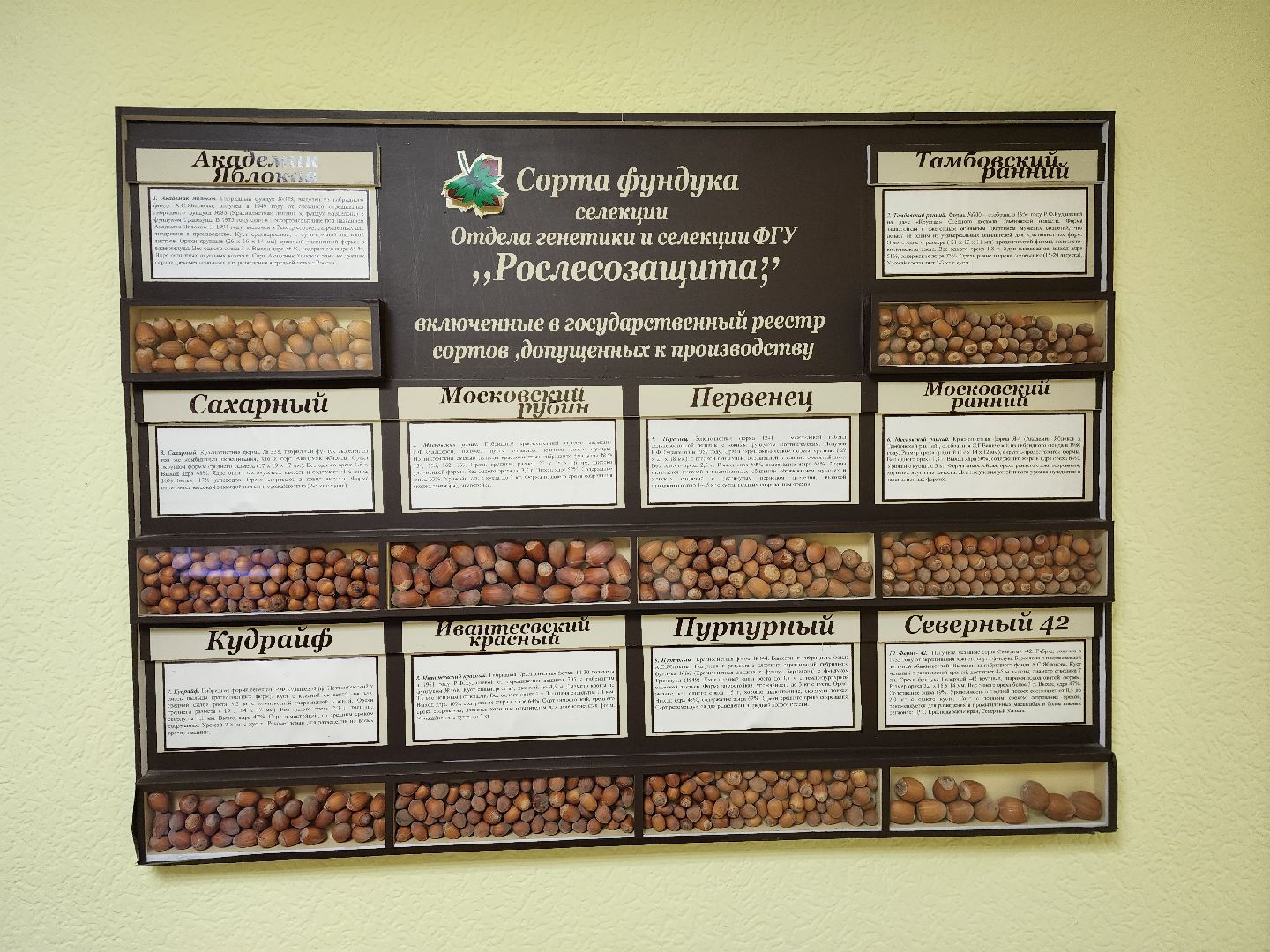 пушкино, лес, технологии, природа,