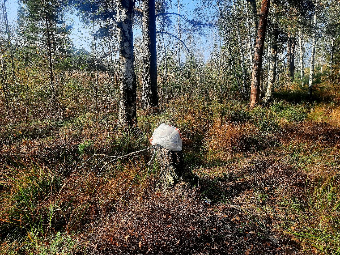 шатура, клюква, болото, лес, сбор урожая, урожай, собирают урожай, поспел урожай,
