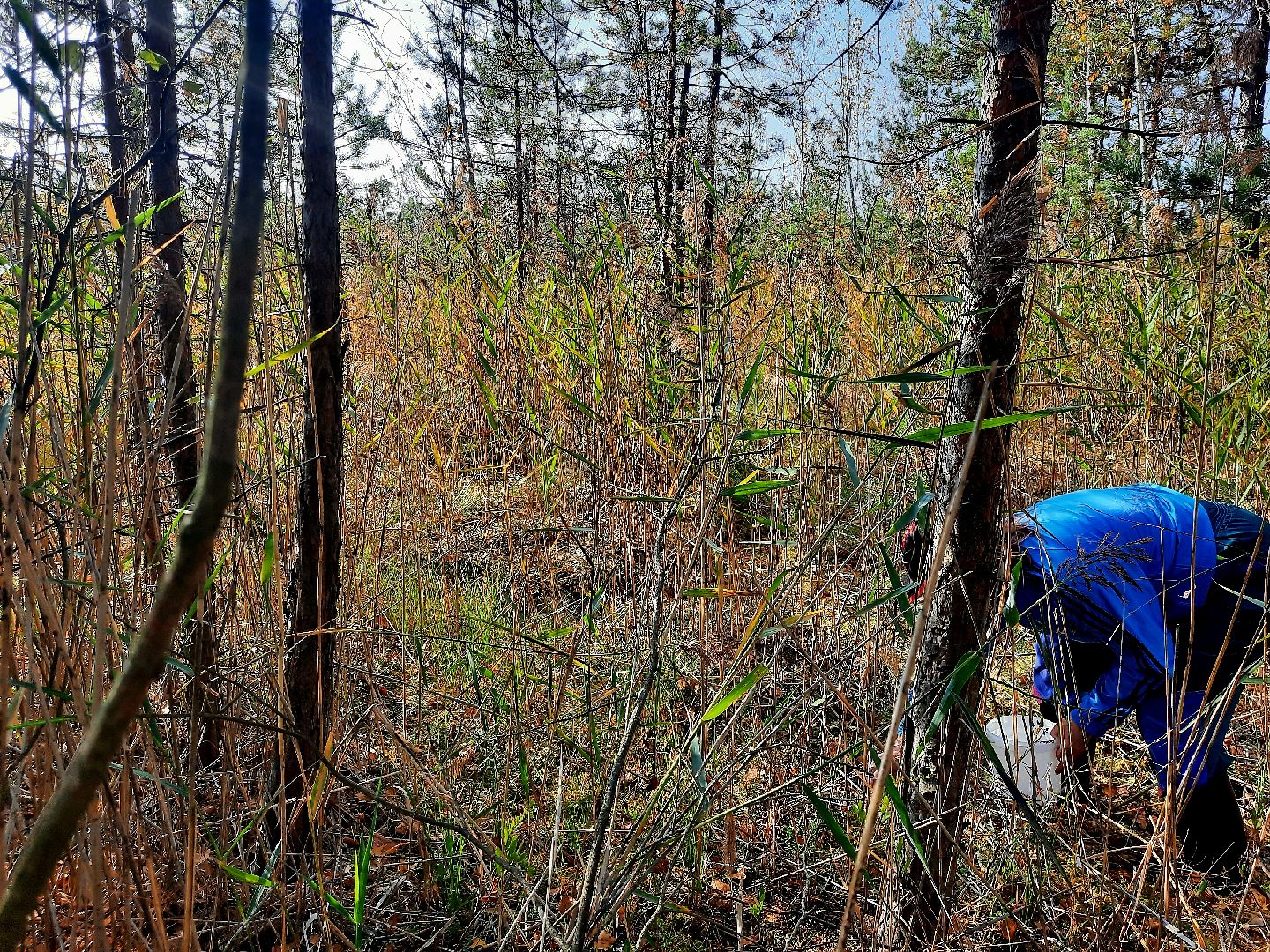шатура, клюква, болото, лес, сбор урожая, урожай, собирают урожай, поспел урожай,