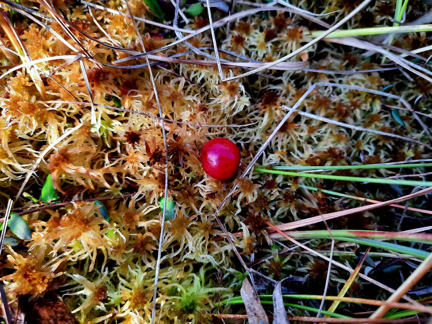 шатура, клюква, болото, лес, сбор урожая, урожай, собирают урожай, поспел урожай,