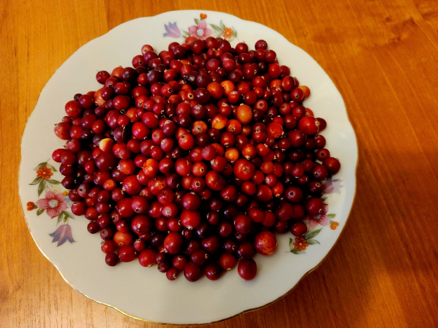 шатура, клюква, болото, лес, сбор урожая, урожай, собирают урожай, поспел урожай,