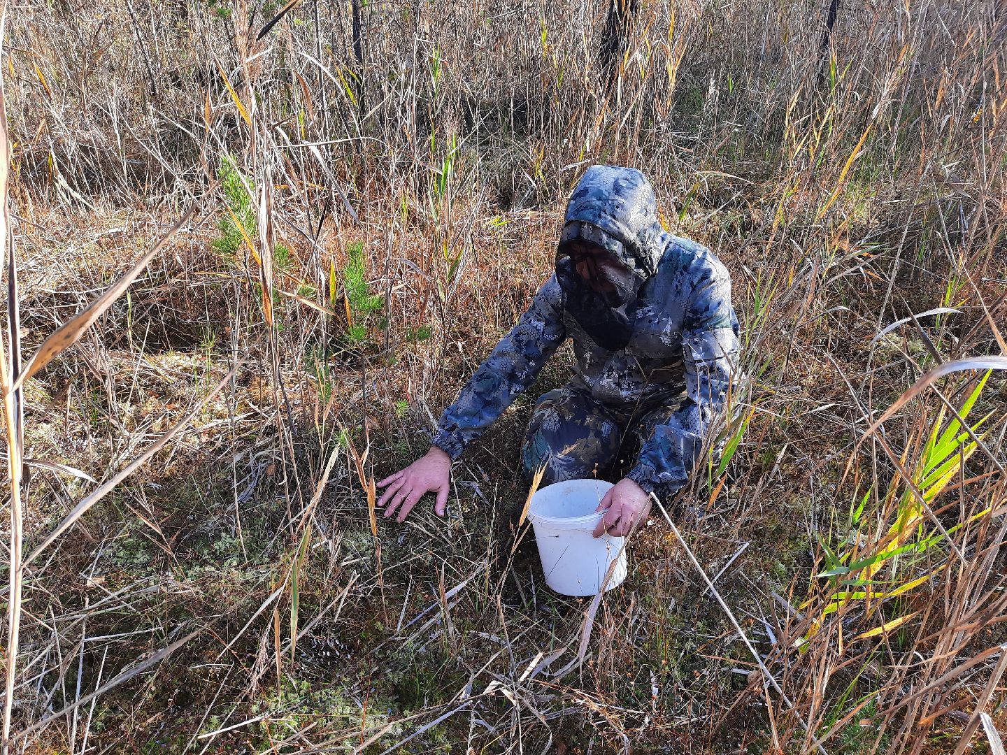 шатура, клюква, болото, лес, сбор урожая, урожай, собирают урожай, поспел урожай,