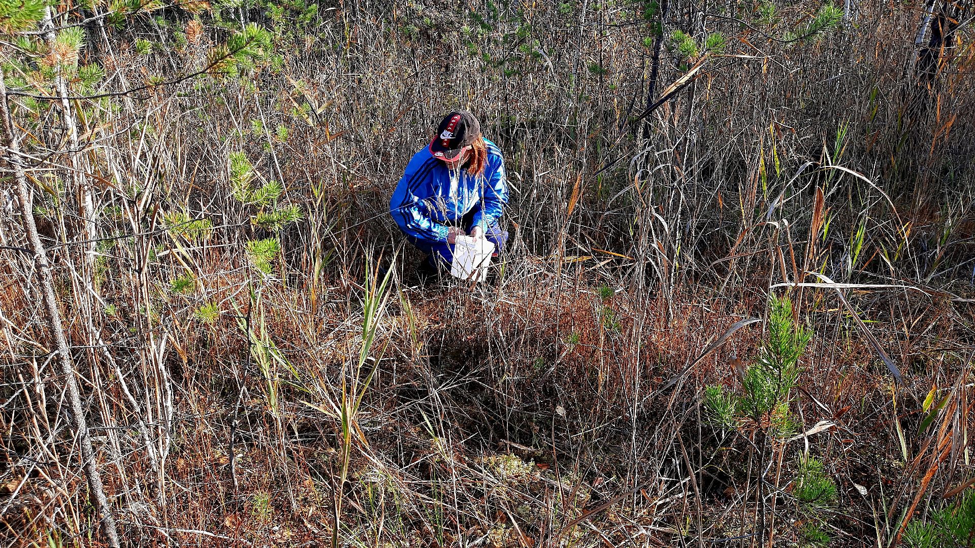 шатура, клюква, болото, лес, сбор урожая, урожай, собирают урожай, поспел урожай,