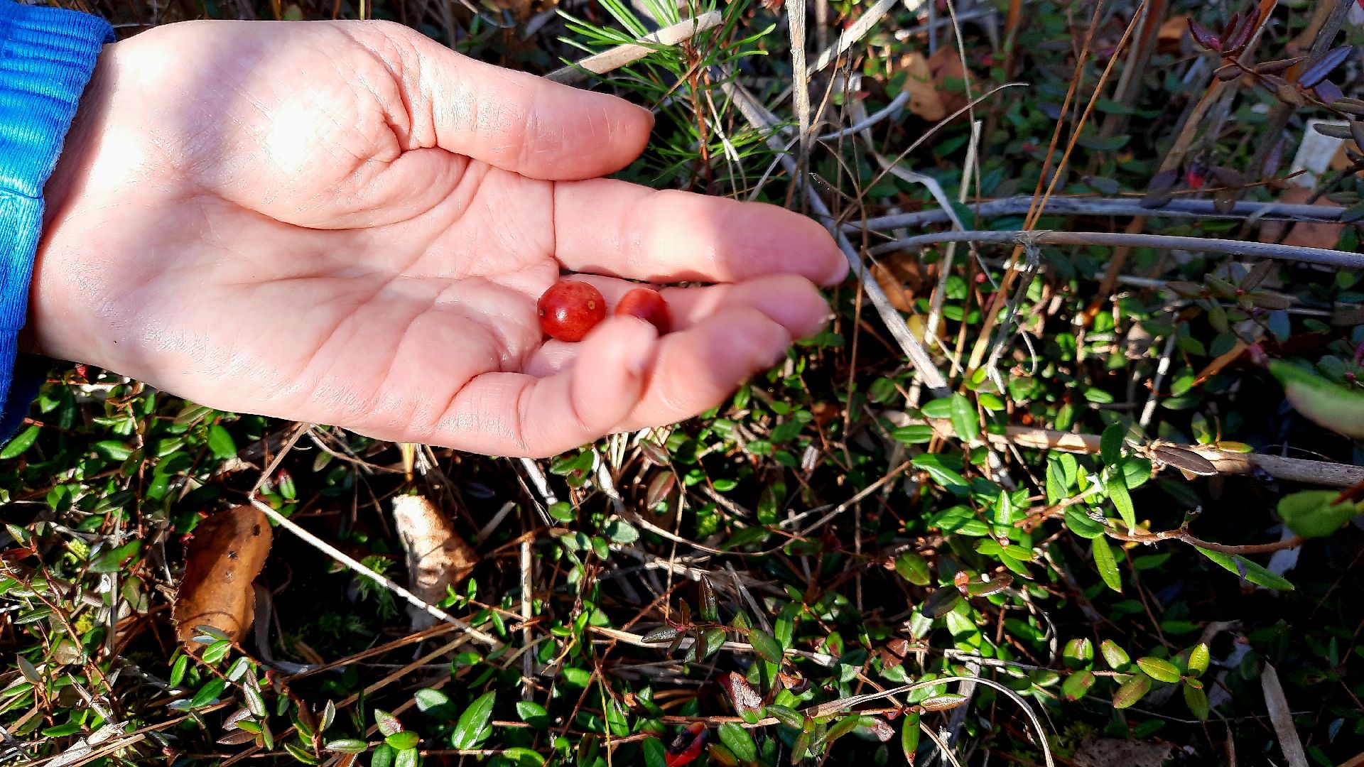 шатура, клюква, болото, лес, сбор урожая, урожай, собирают урожай, поспел урожай,