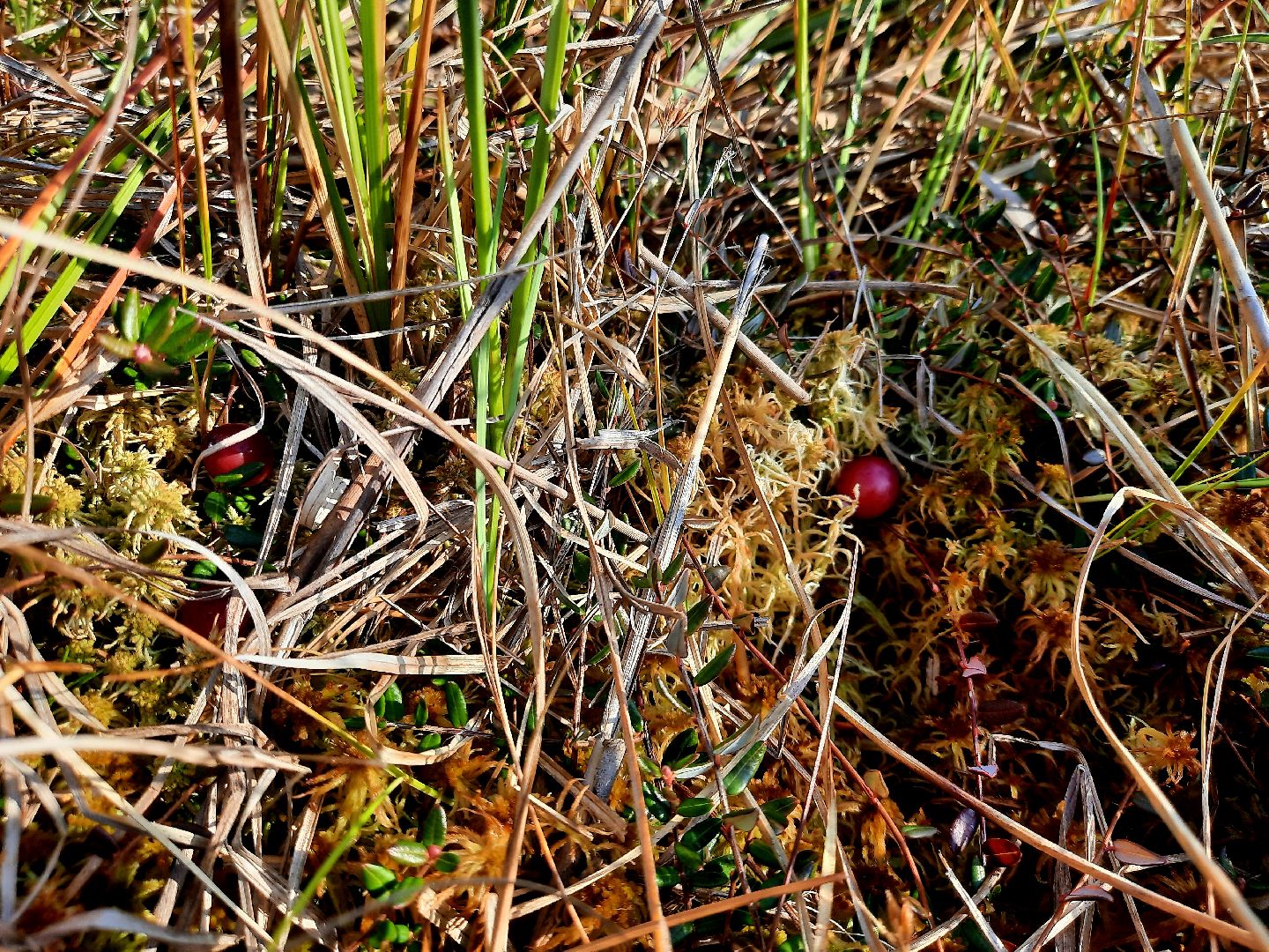 шатура, клюква, болото, лес, сбор урожая, урожай, собирают урожай, поспел урожай,