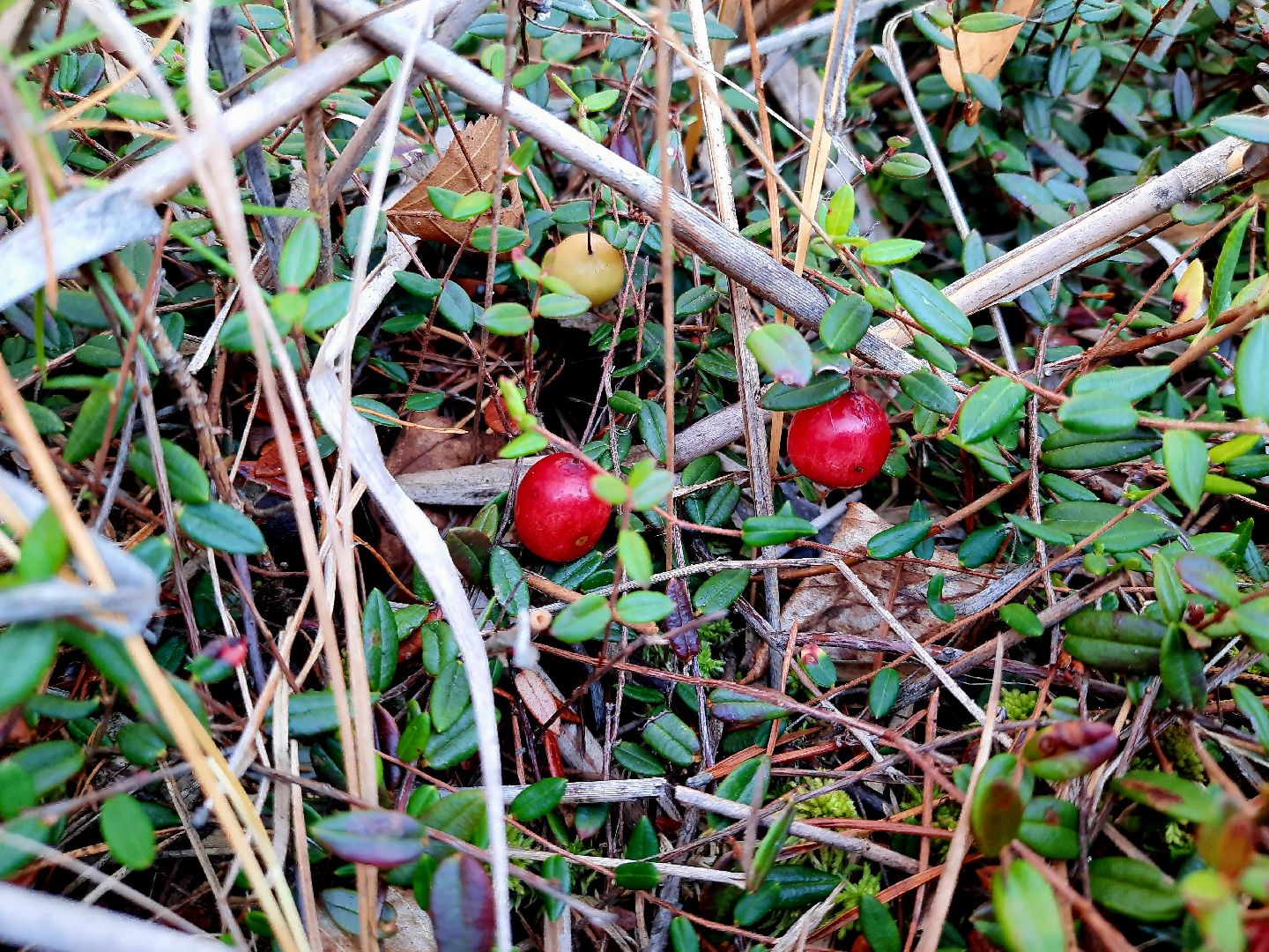 шатура, клюква, болото, лес, сбор урожая, урожай, собирают урожай, поспел урожай,