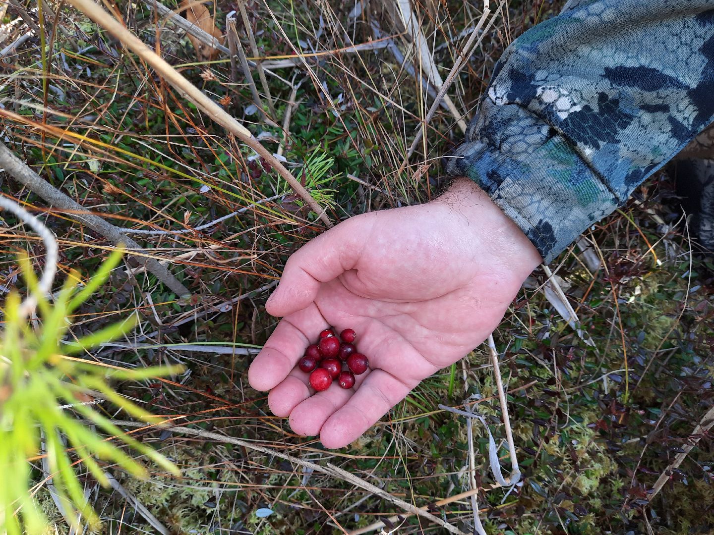 шатура, клюква, болото, лес, сбор урожая, урожай, собирают урожай, поспел урожай,