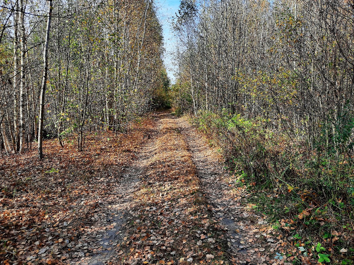 шатура, клюква, болото, лес, сбор урожая, урожай, собирают урожай, поспел урожай,