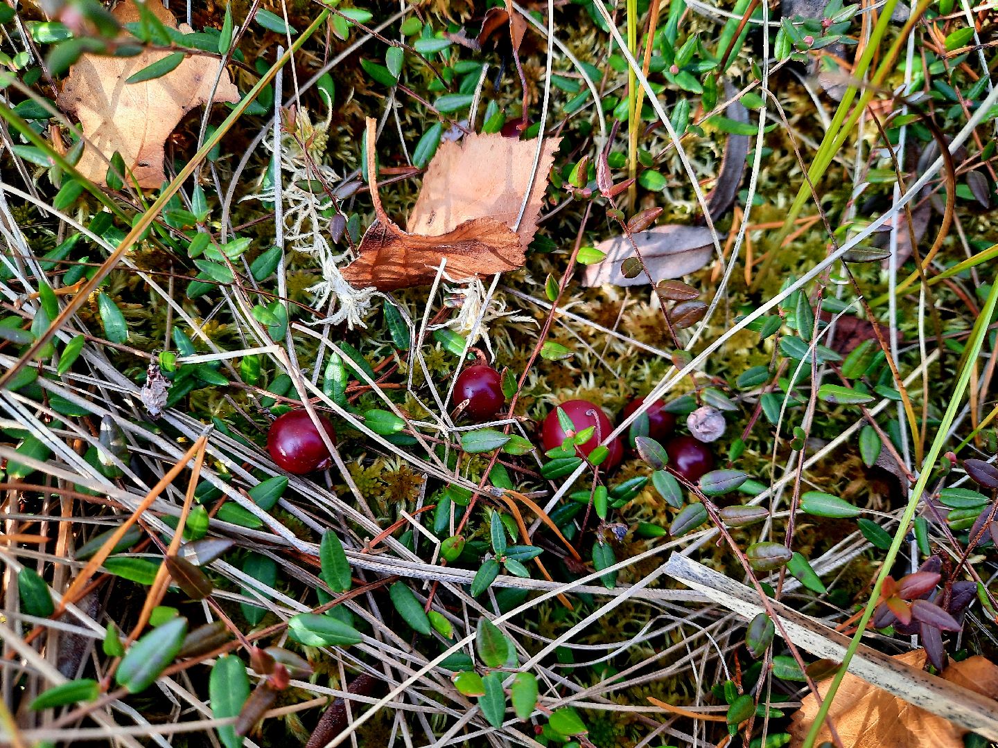 шатура, клюква, болото, лес, сбор урожая, урожай, собирают урожай, поспел урожай,