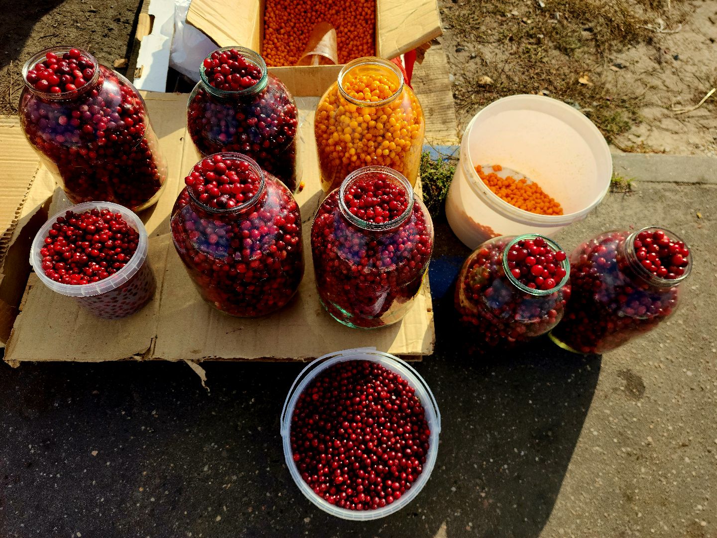 шатура, клюква, болото, лес, сбор урожая, урожай, собирают урожай, поспел урожай,