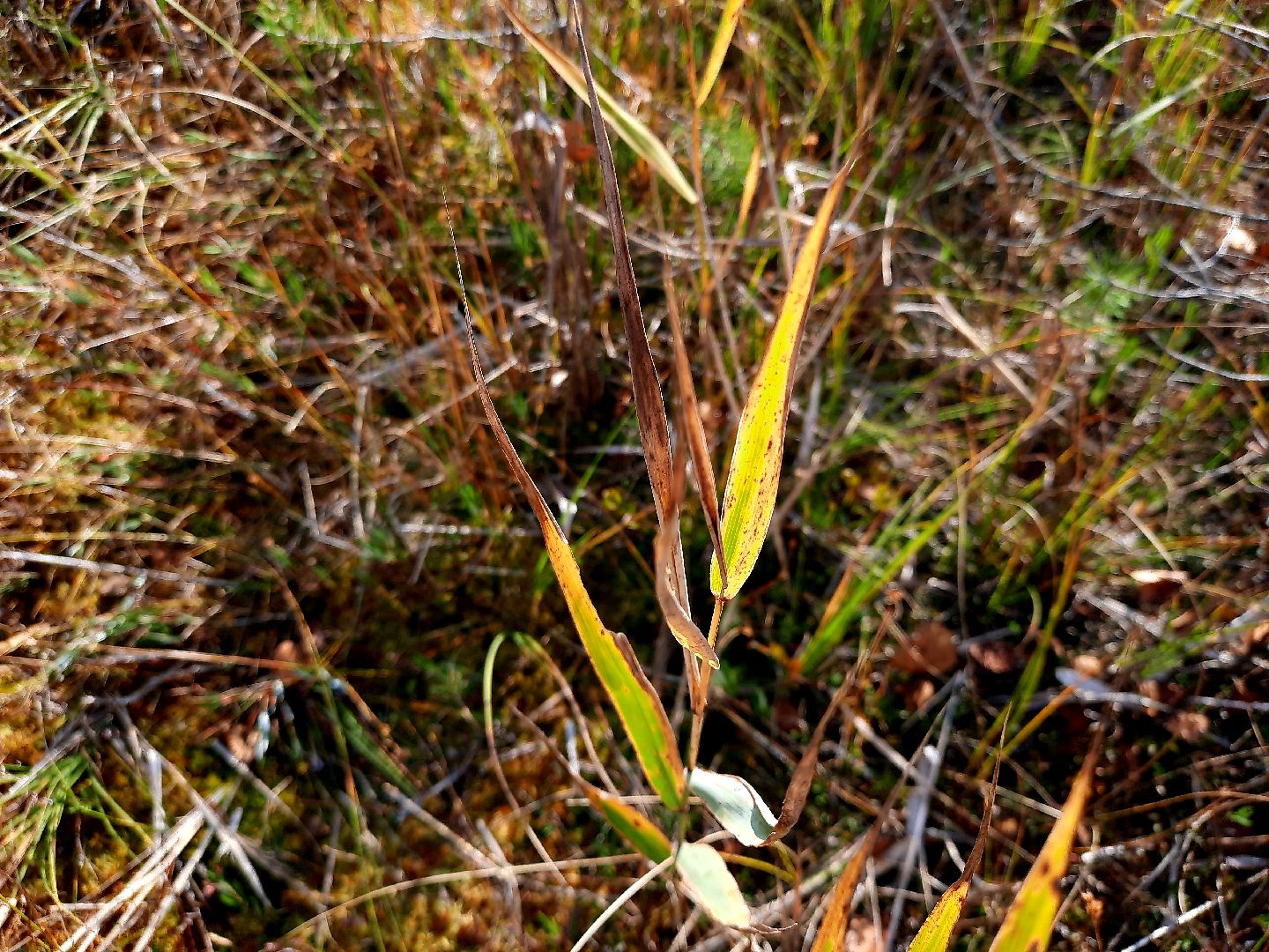 шатура, клюква, болото, лес, сбор урожая, урожай, собирают урожай, поспел урожай,