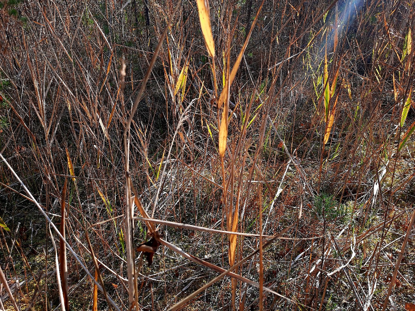 шатура, клюква, болото, лес, сбор урожая, урожай, собирают урожай, поспел урожай,