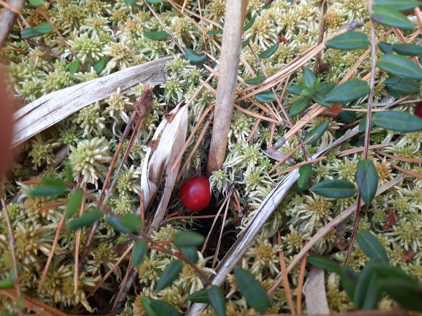 шатура, клюква, болото, лес, сбор урожая, урожай, собирают урожай, поспел урожай,