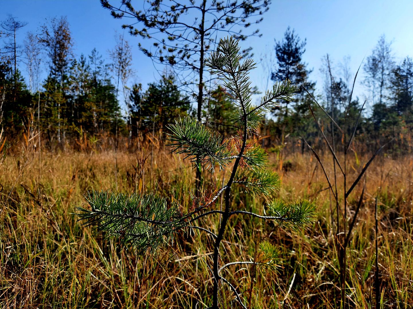 шатура, клюква, болото, лес, сбор урожая, урожай, собирают урожай, поспел урожай,