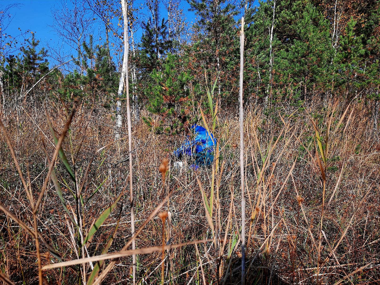 шатура, клюква, болото, лес, сбор урожая, урожай, собирают урожай, поспел урожай,