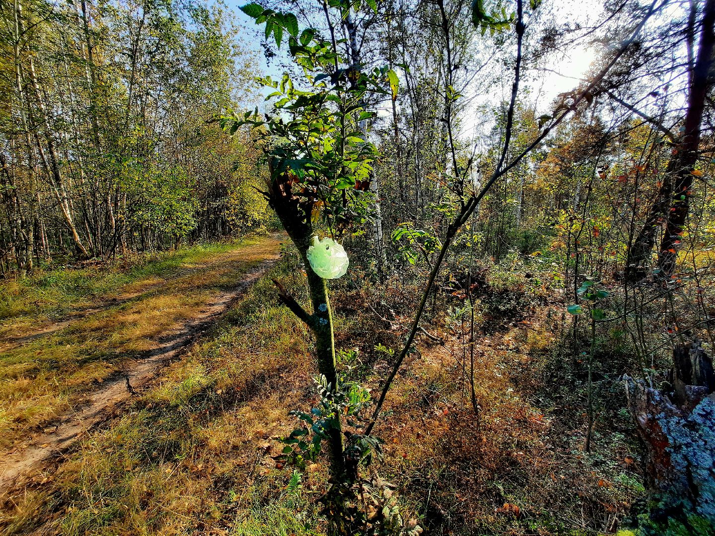 шатура, клюква, болото, лес, сбор урожая, урожай, собирают урожай, поспел урожай,